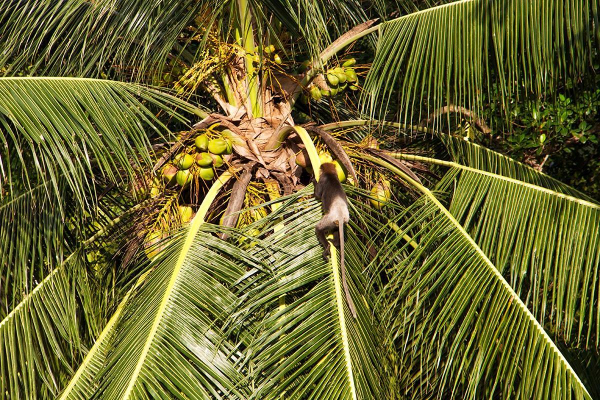 Sri Yoga Shala Acomodação com café da manhã Unawatuna Exterior foto